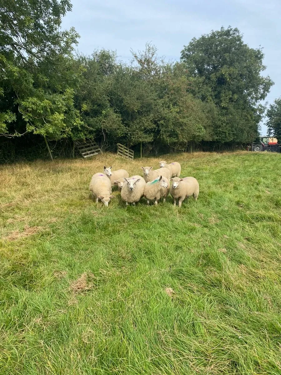Ewe lambs - Image 3