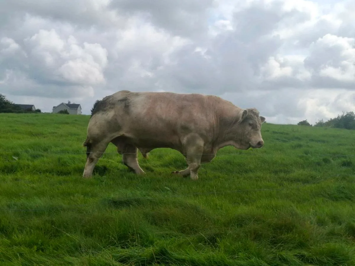 Charolais Bull - Image 1