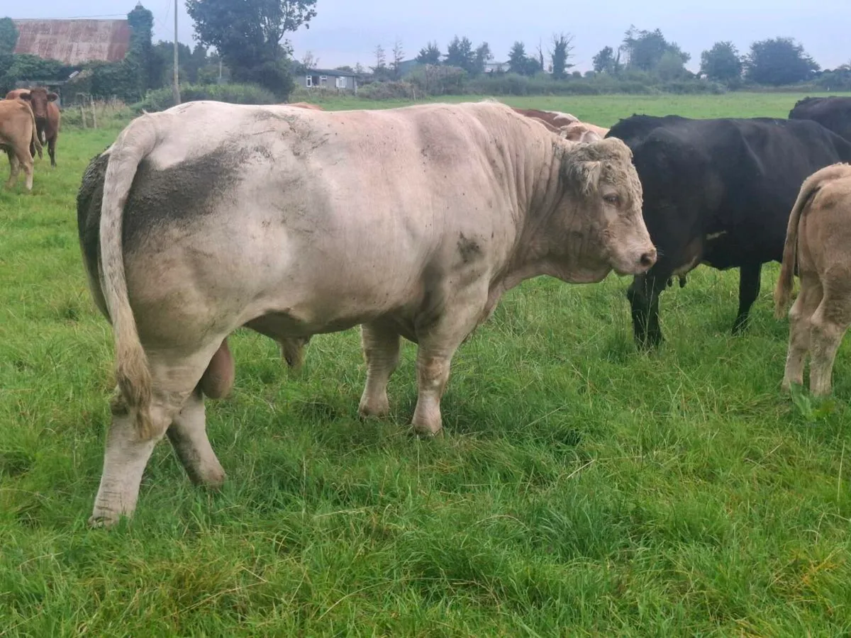 Charolais Bull - Image 4