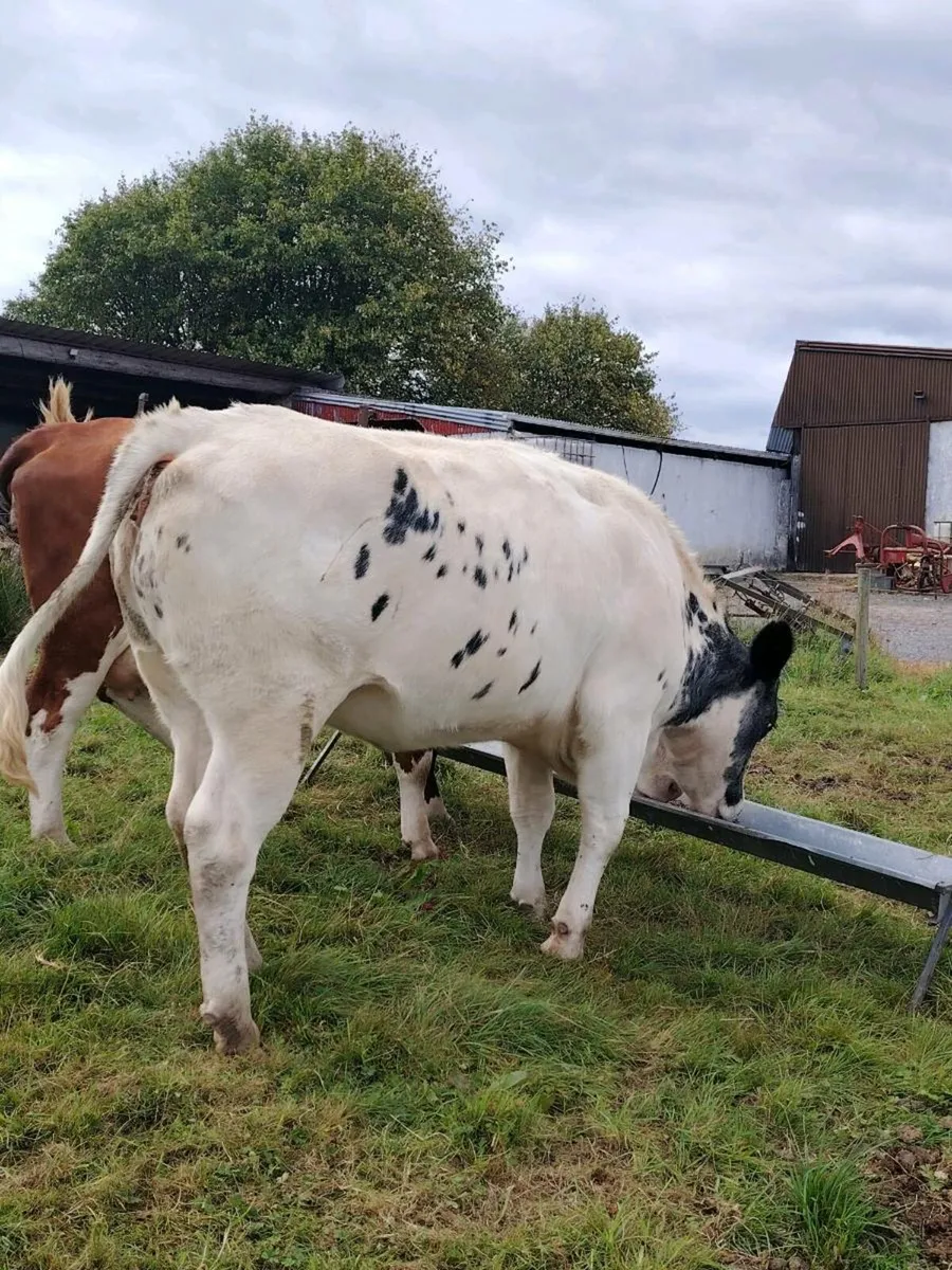 Belgium blue heifer - Image 1