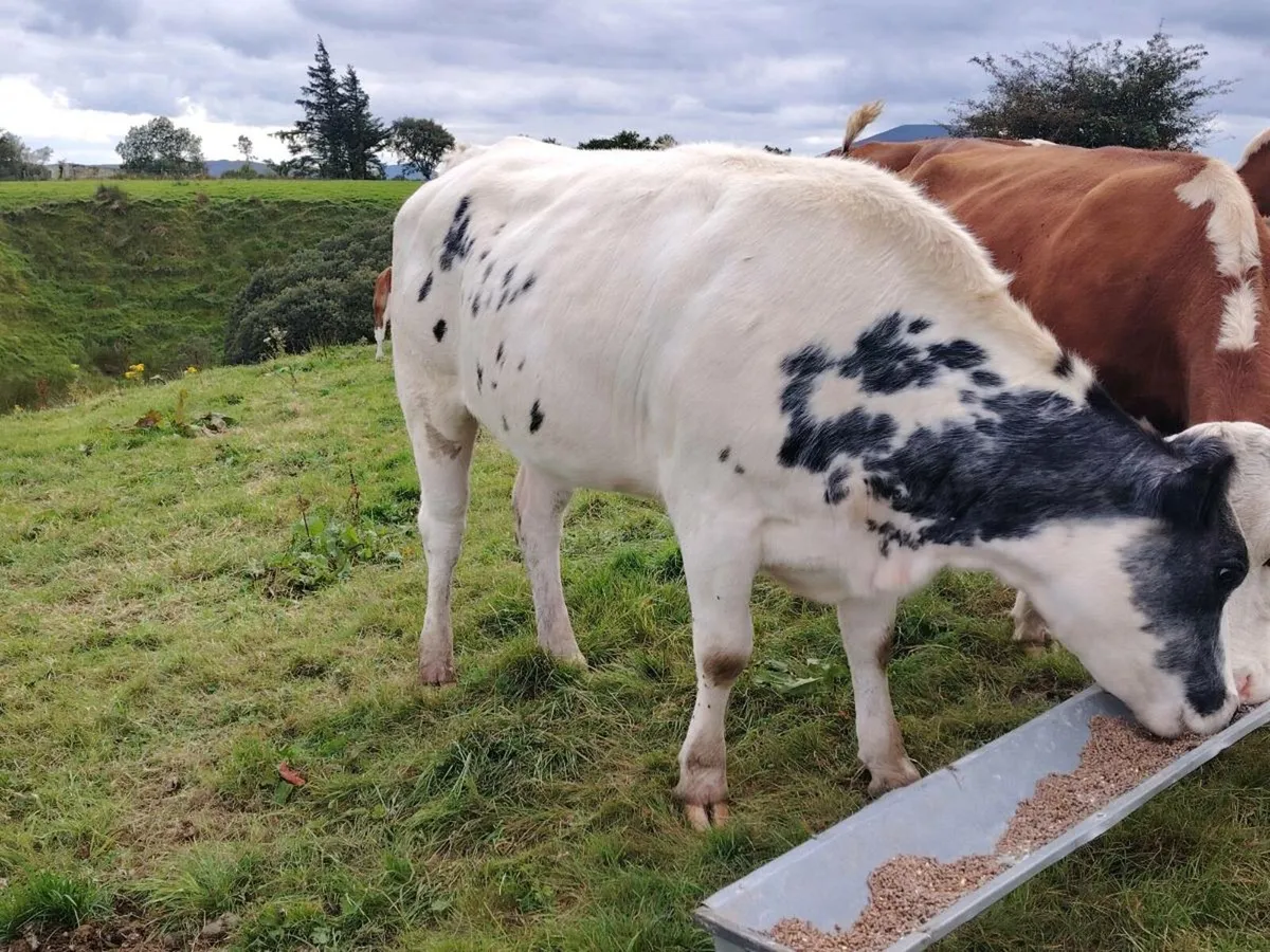 Belgium blue heifer - Image 2