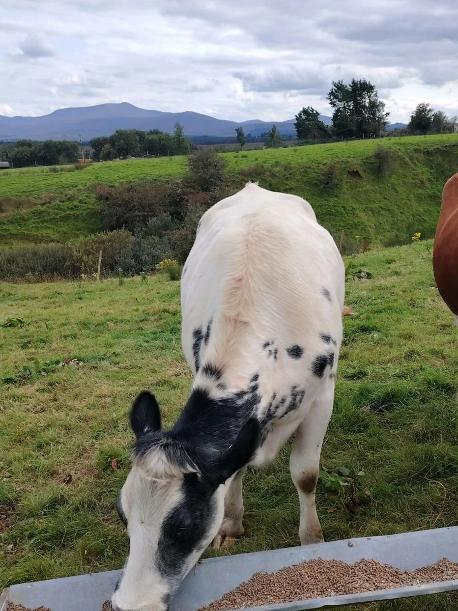 Belgium blue heifer - Image 3