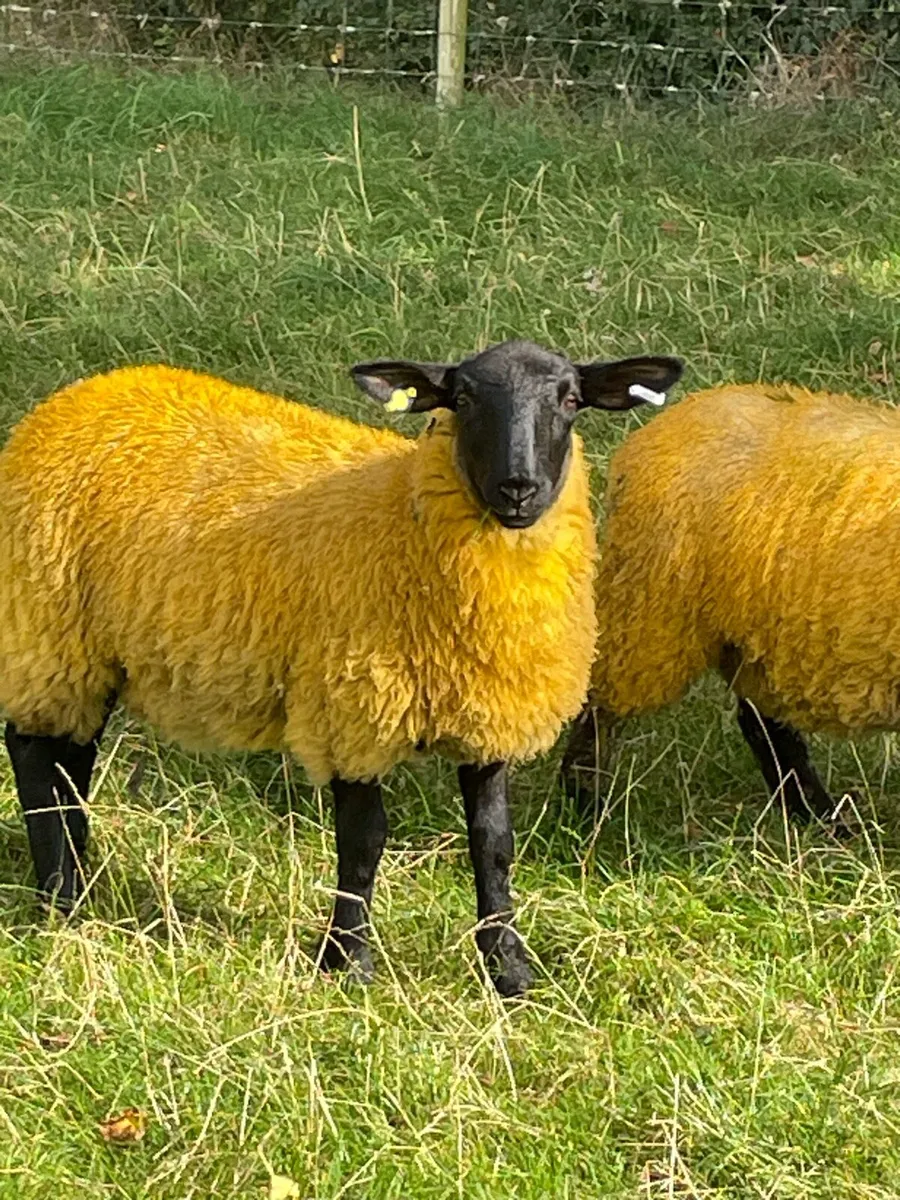 Sheep - Image 1