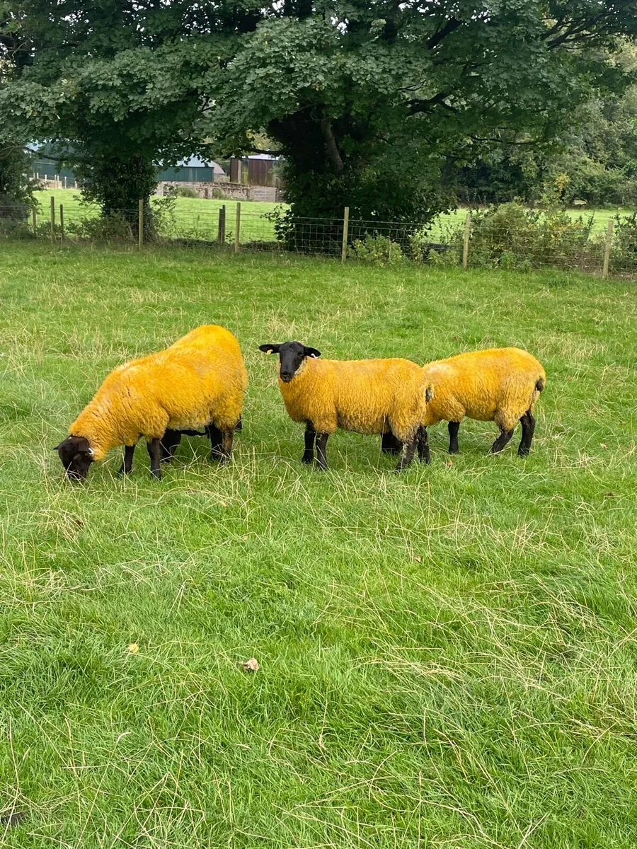 Sheep - Image 2