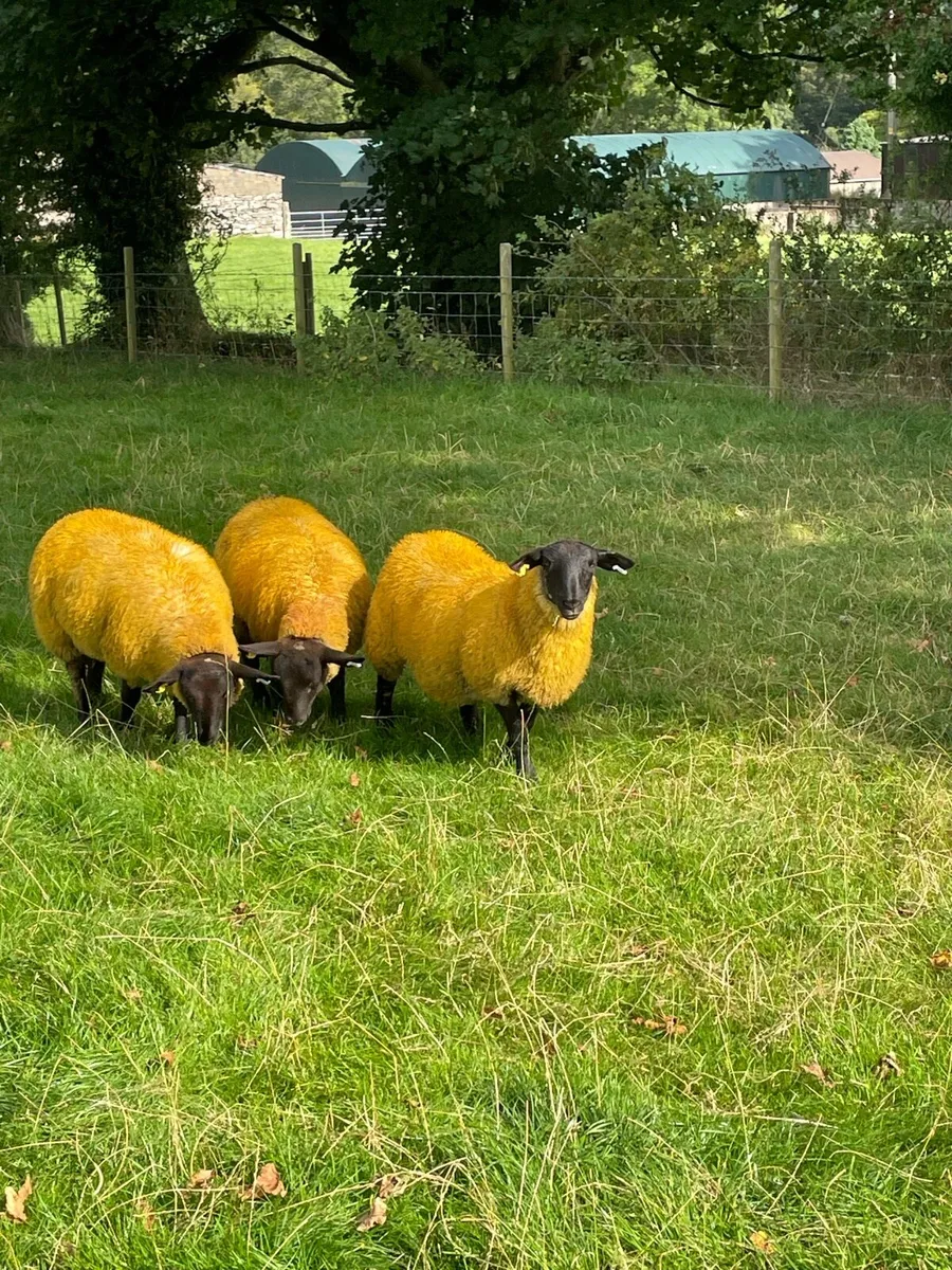Sheep - Image 3