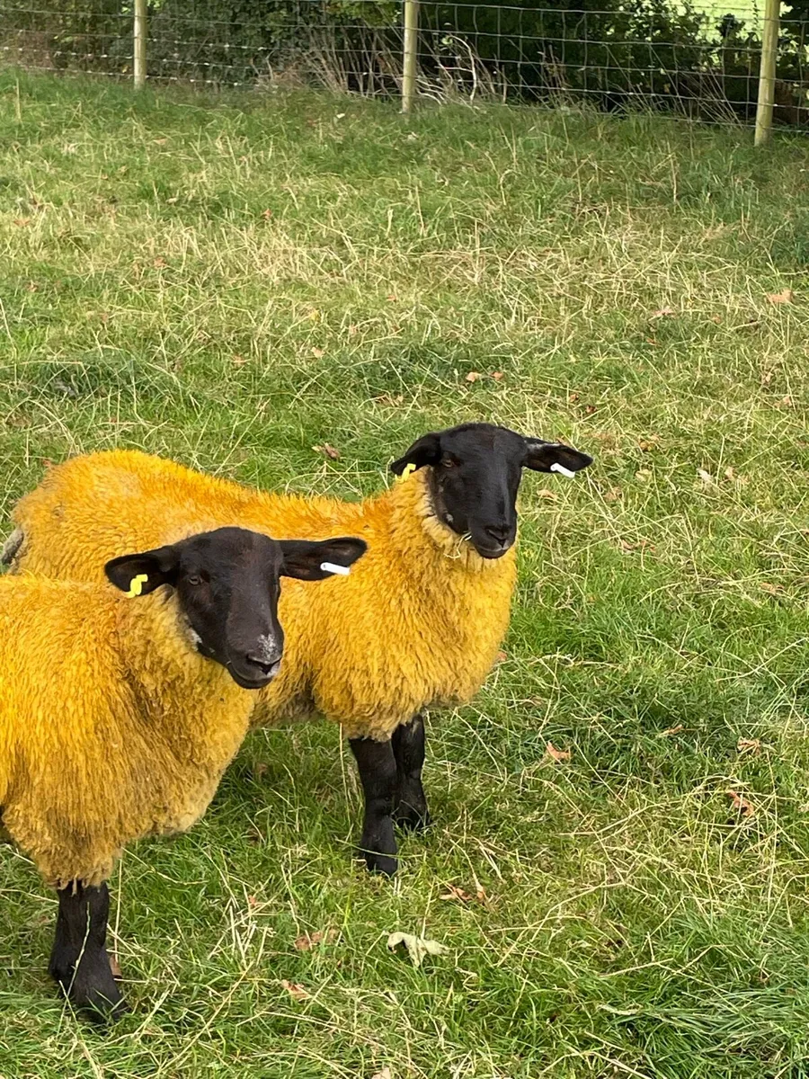 Sheep - Image 4