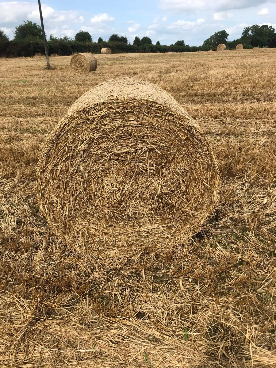 Barley straw - Image 1