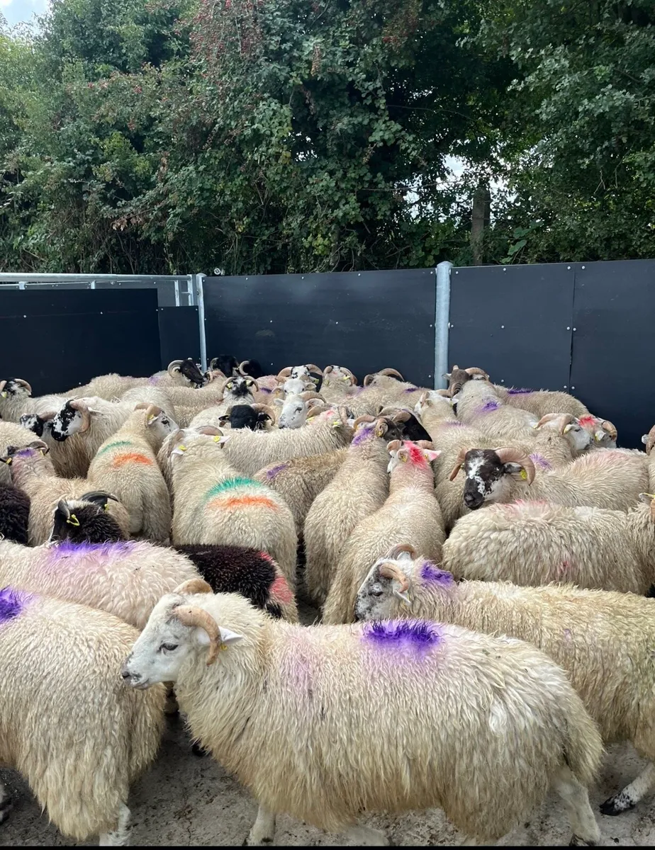 50 super crossbred ram lambs - Image 1