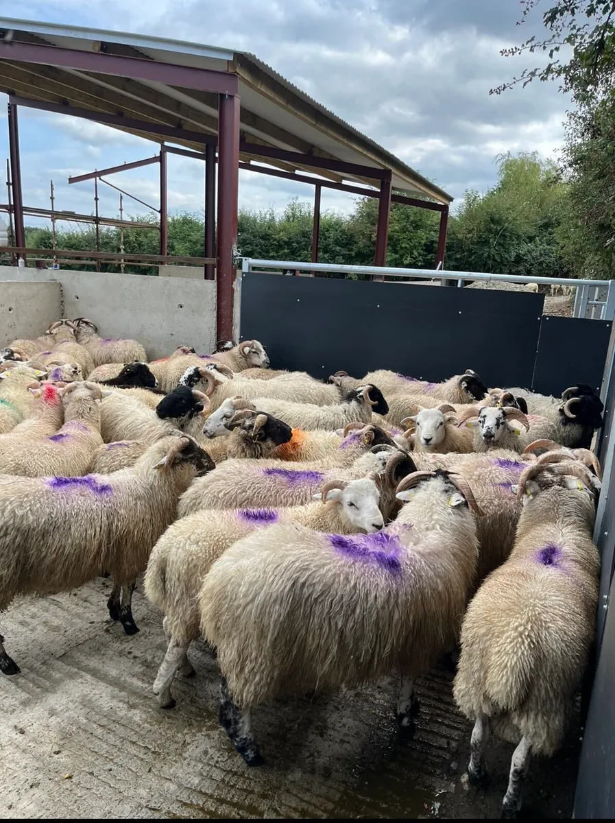 50 super crossbred ram lambs - Image 2