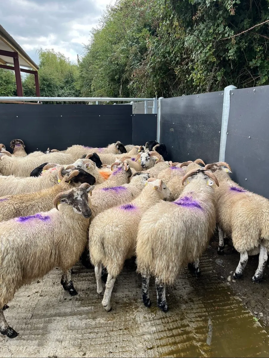 50 super crossbred ram lambs - Image 3