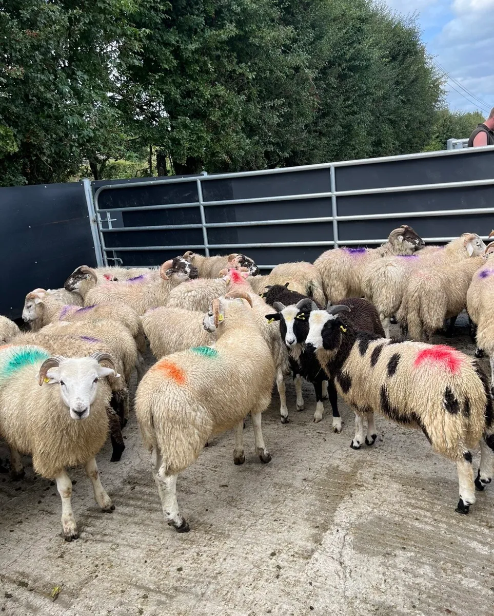 50 super crossbred ram lambs - Image 4
