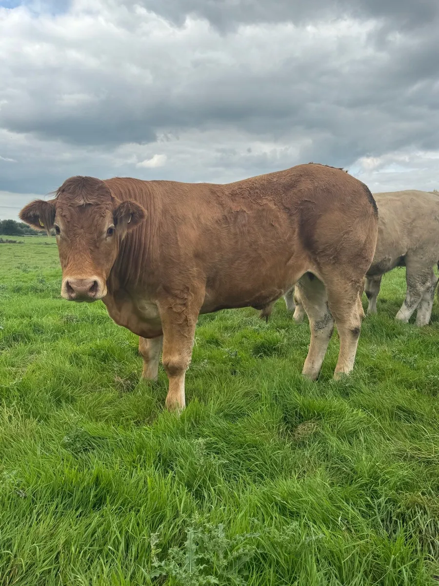 12 Top quality store cattle 600KG + - Image 2