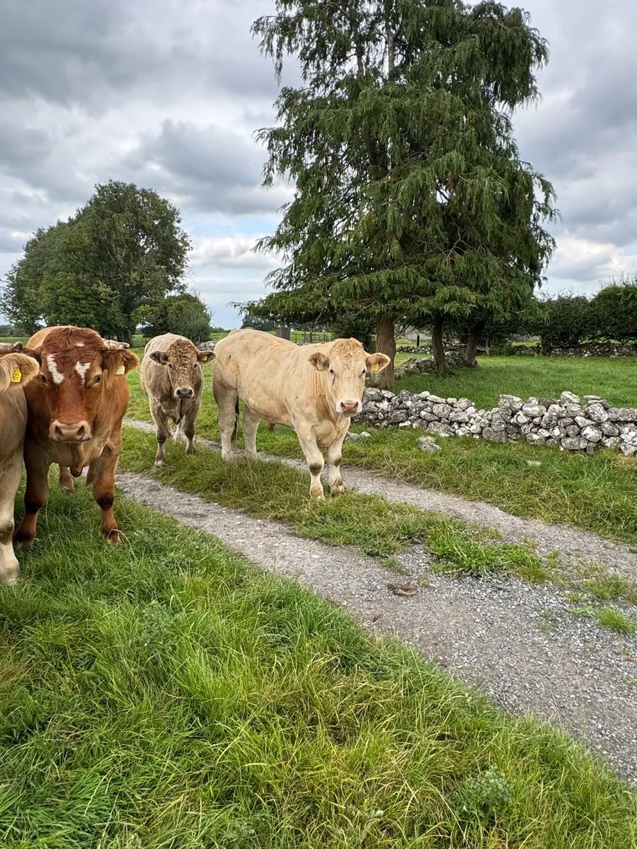 12 Top quality store cattle 600KG + - Image 3