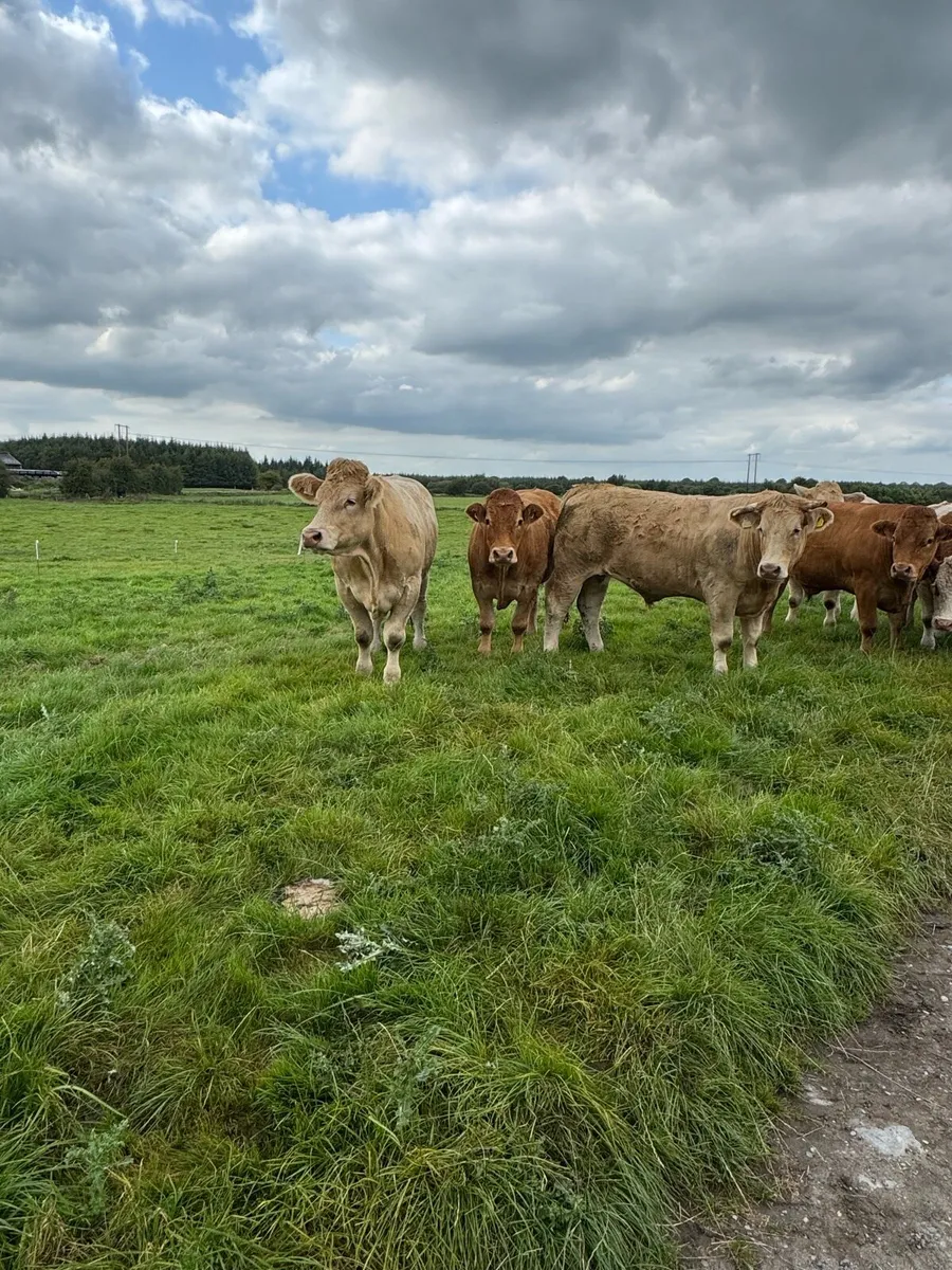 12 Top quality store cattle 600KG + - Image 4