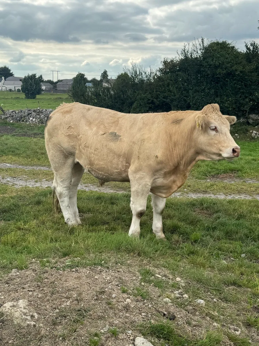 12 Top quality store cattle 600KG + - Image 1