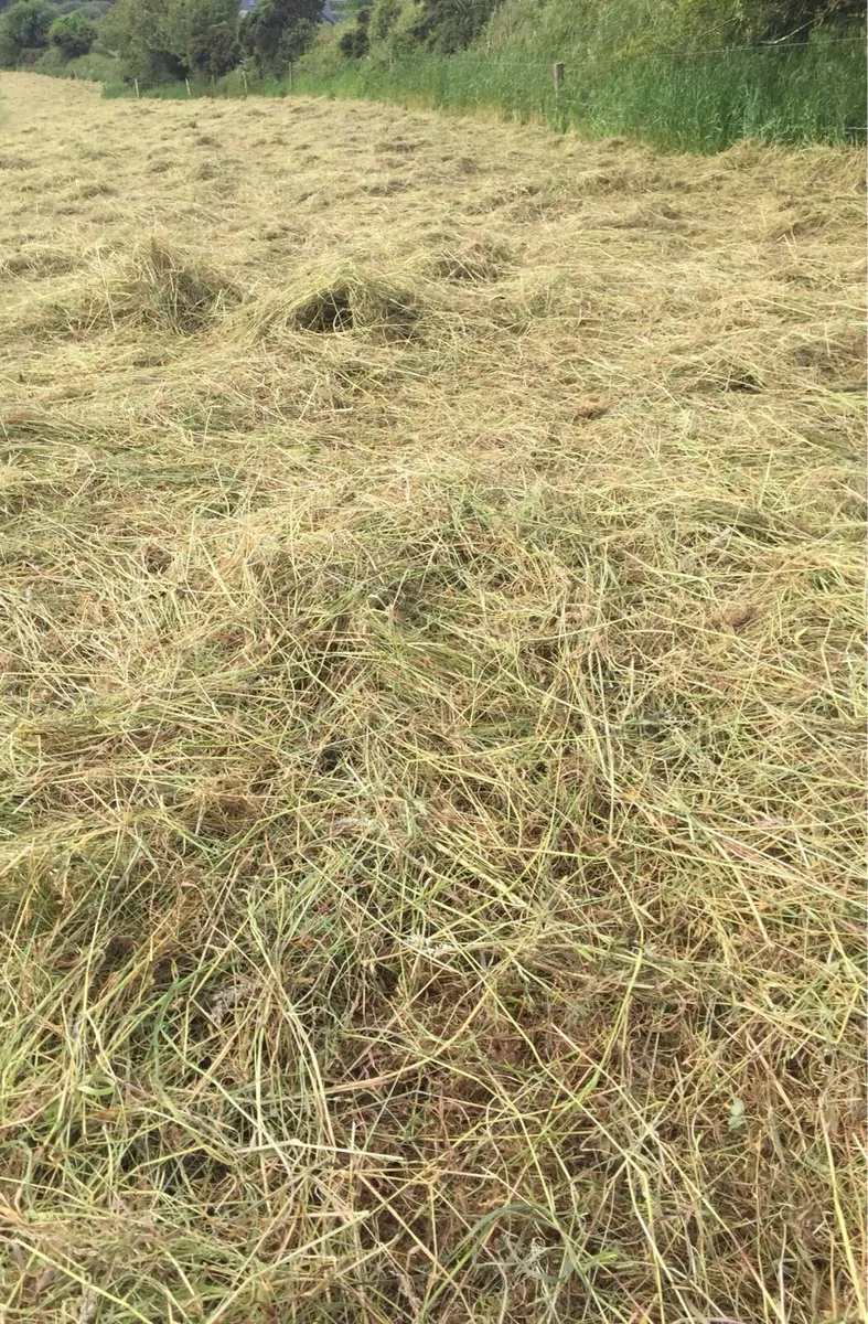 Small square bales of haylage - Image 3