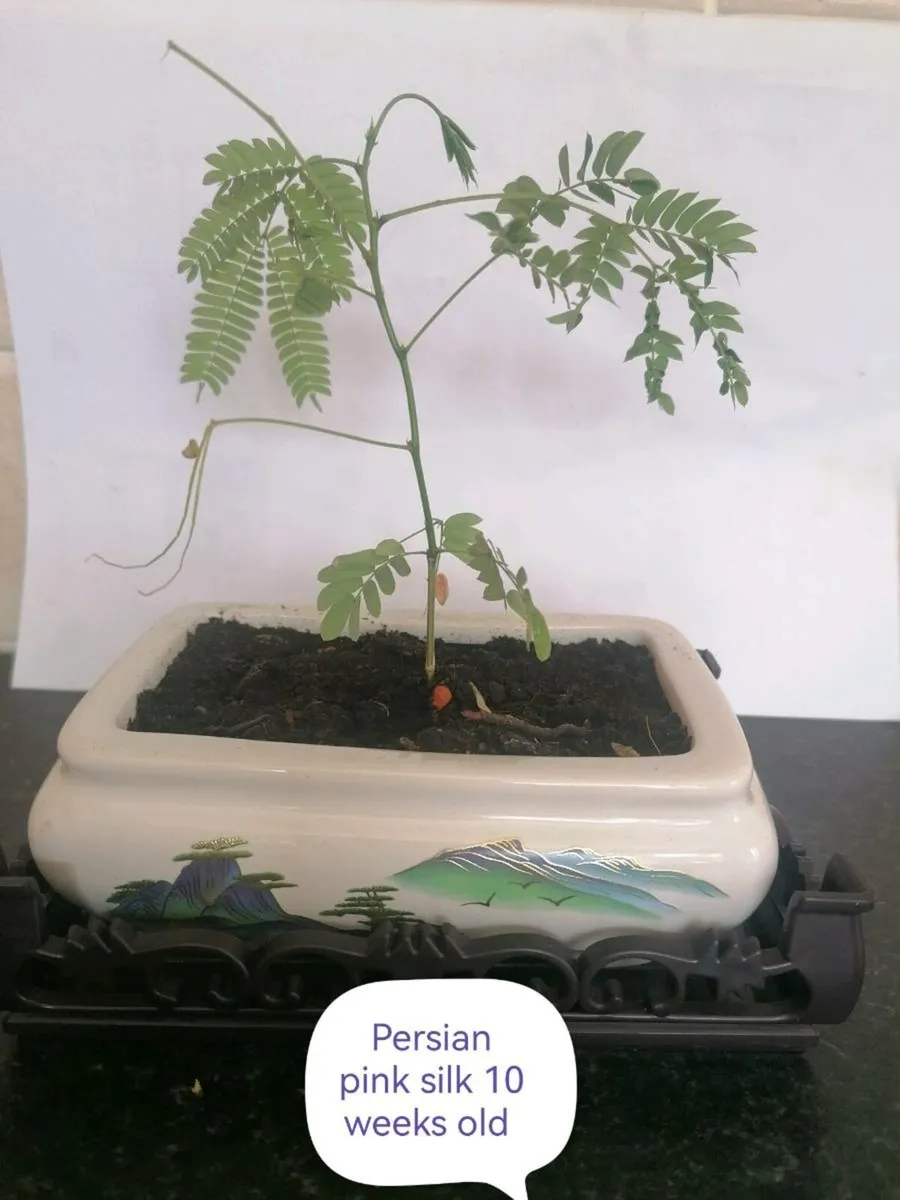 Bonsai plants - Image 1
