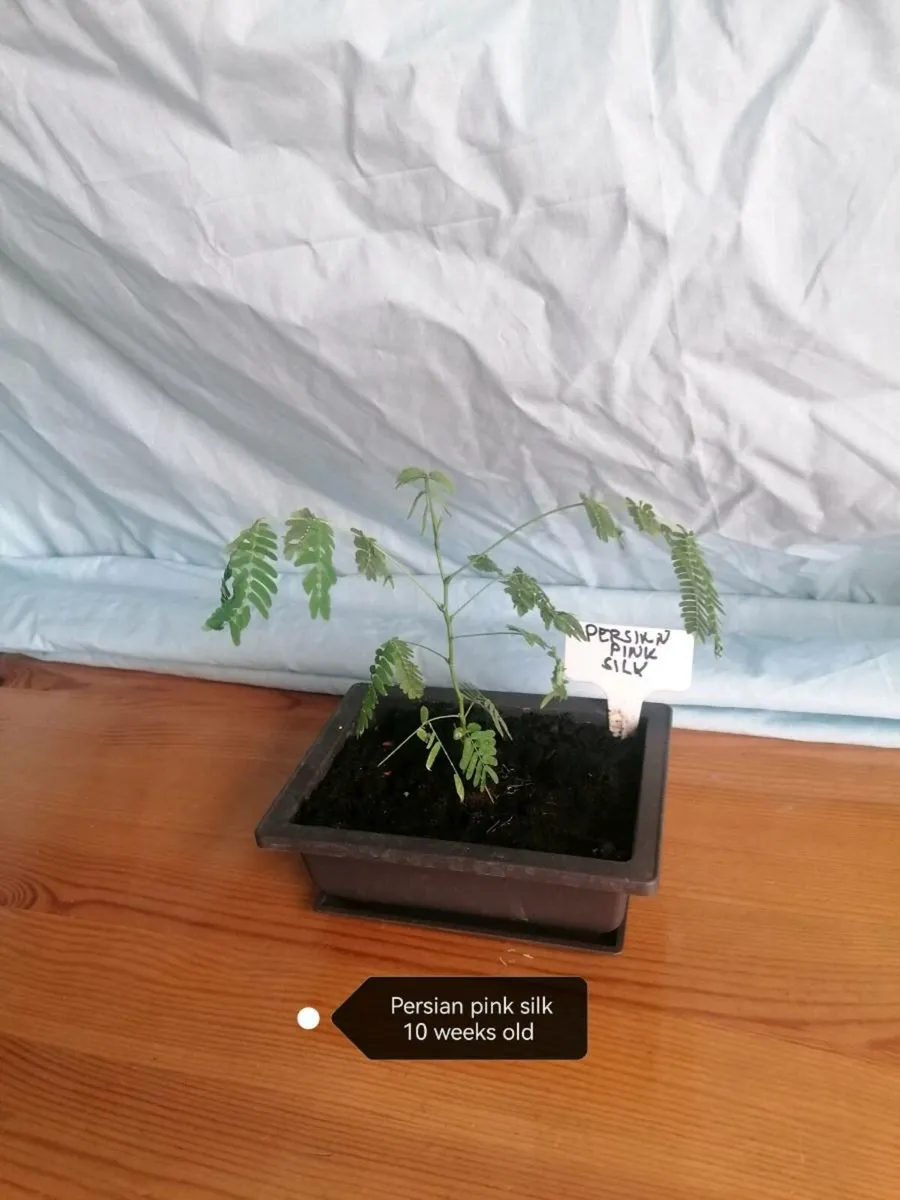 Bonsai plants - Image 2