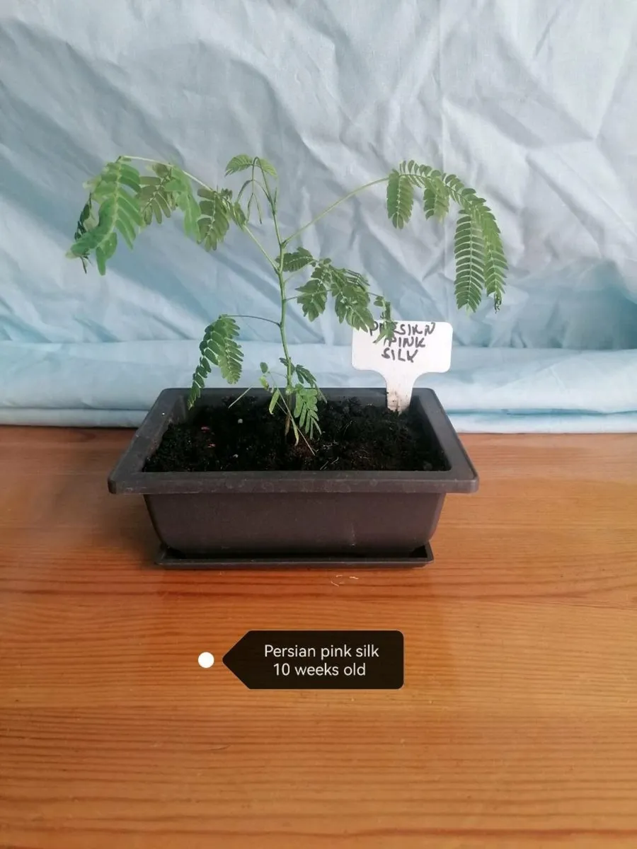 Bonsai plants - Image 3