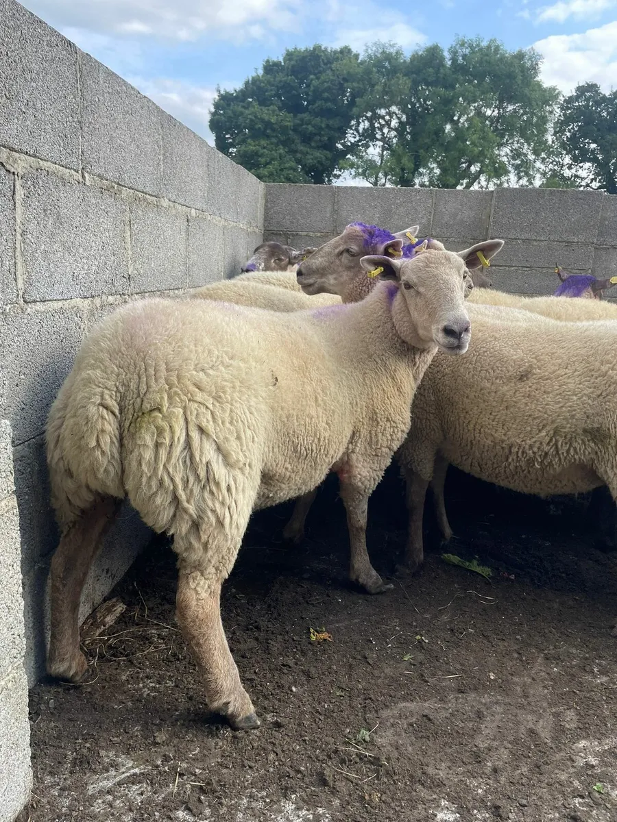 Texel x hoggets - Image 1