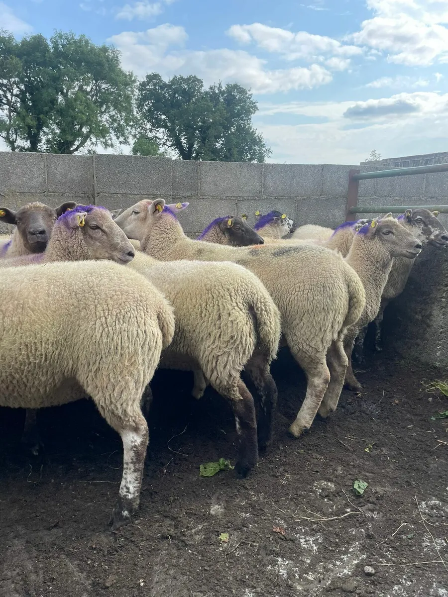 Texel x hoggets - Image 2