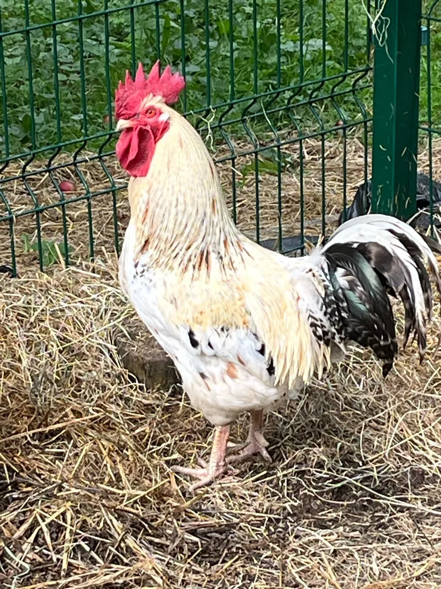 Rooster - Image 1
