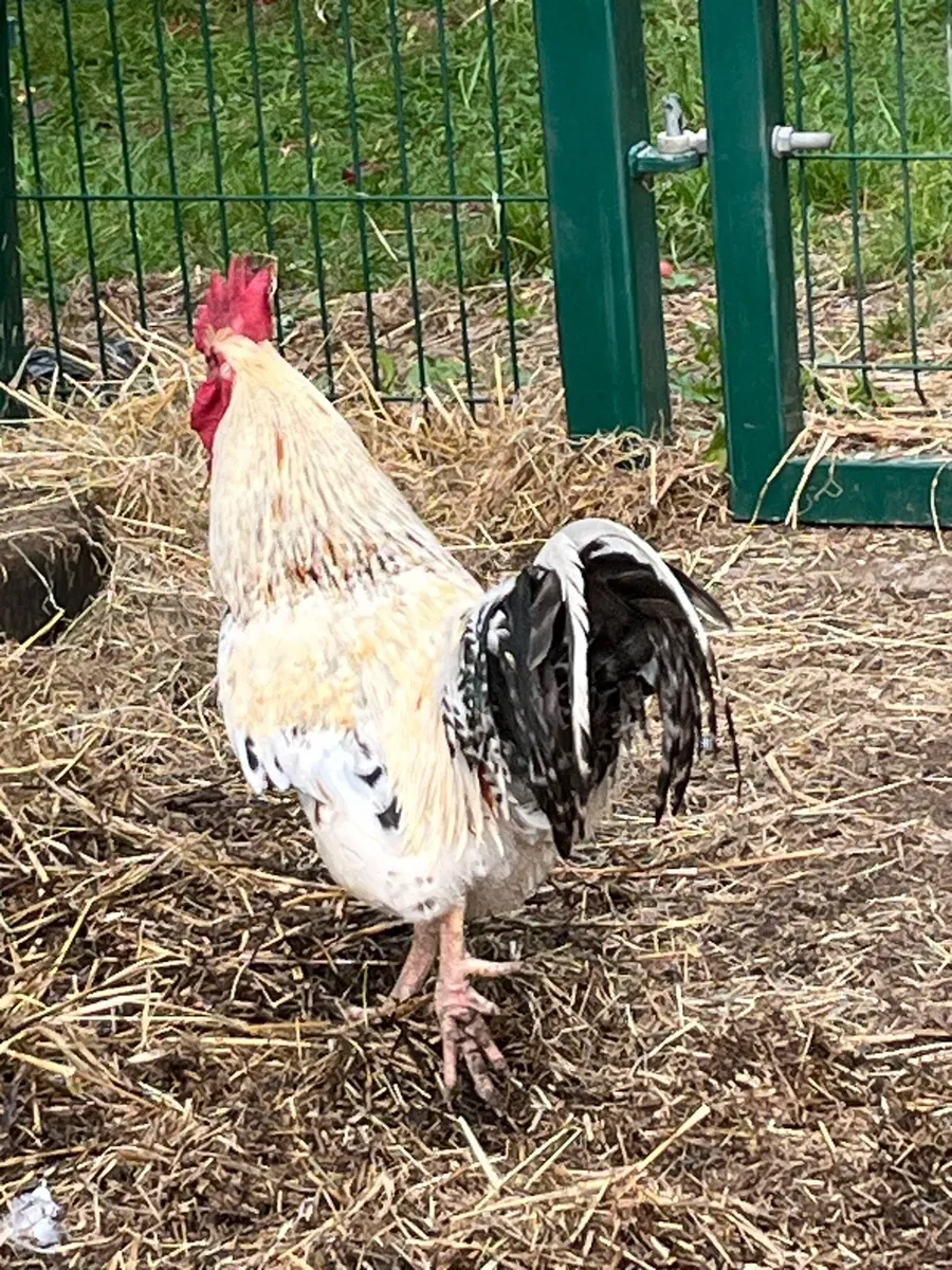 Rooster - Image 2