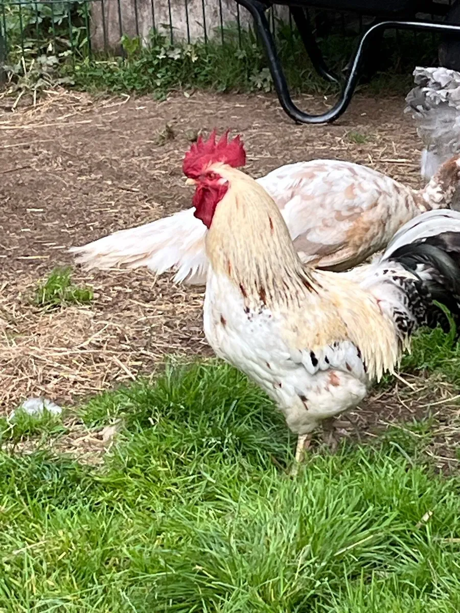 Rooster - Image 3