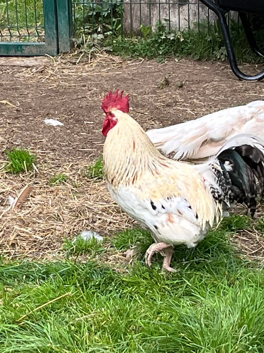 Rooster - Image 4