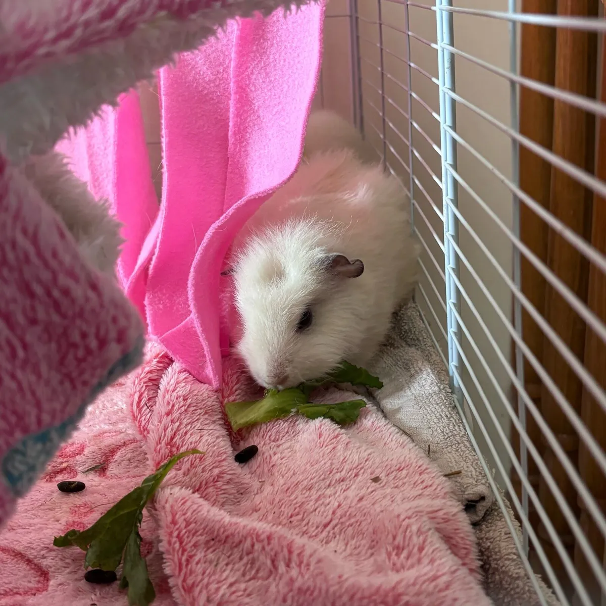 Female Teddy Guinea Pigs - Image 1
