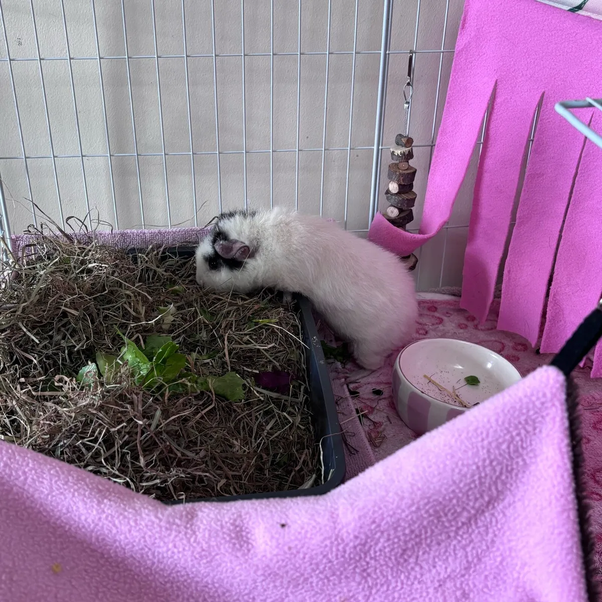 Female Teddy Guinea Pigs - Image 2