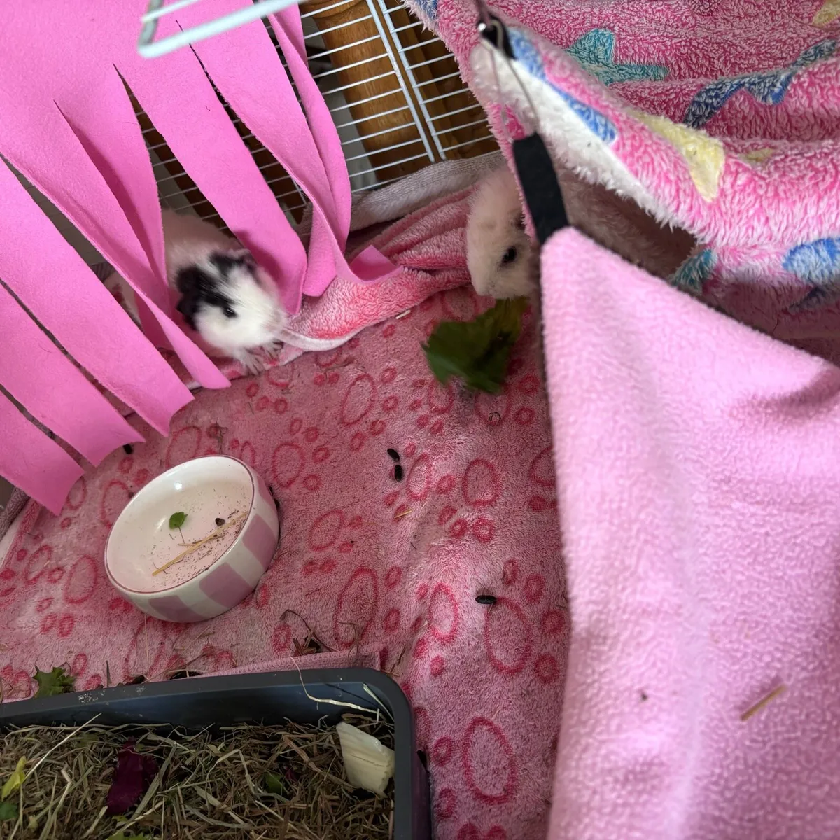 Female Teddy Guinea Pigs - Image 3
