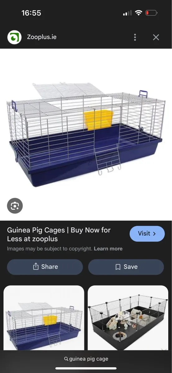Female Teddy Guinea Pigs - Image 4