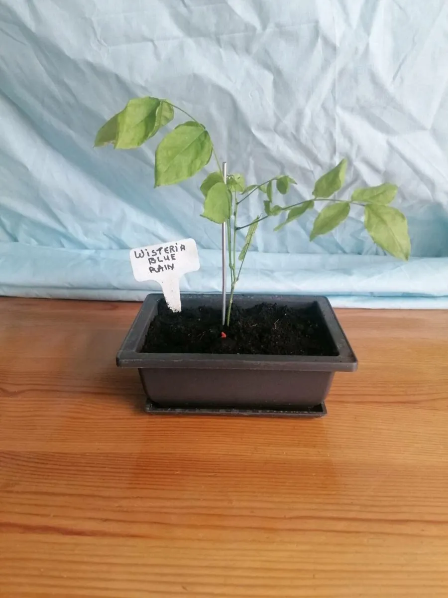 Bonsai plants - Image 3