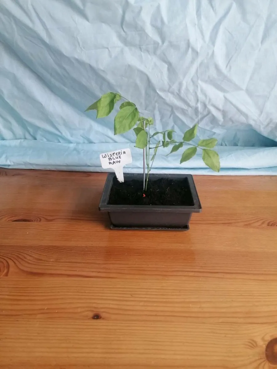 Bonsai plants - Image 4