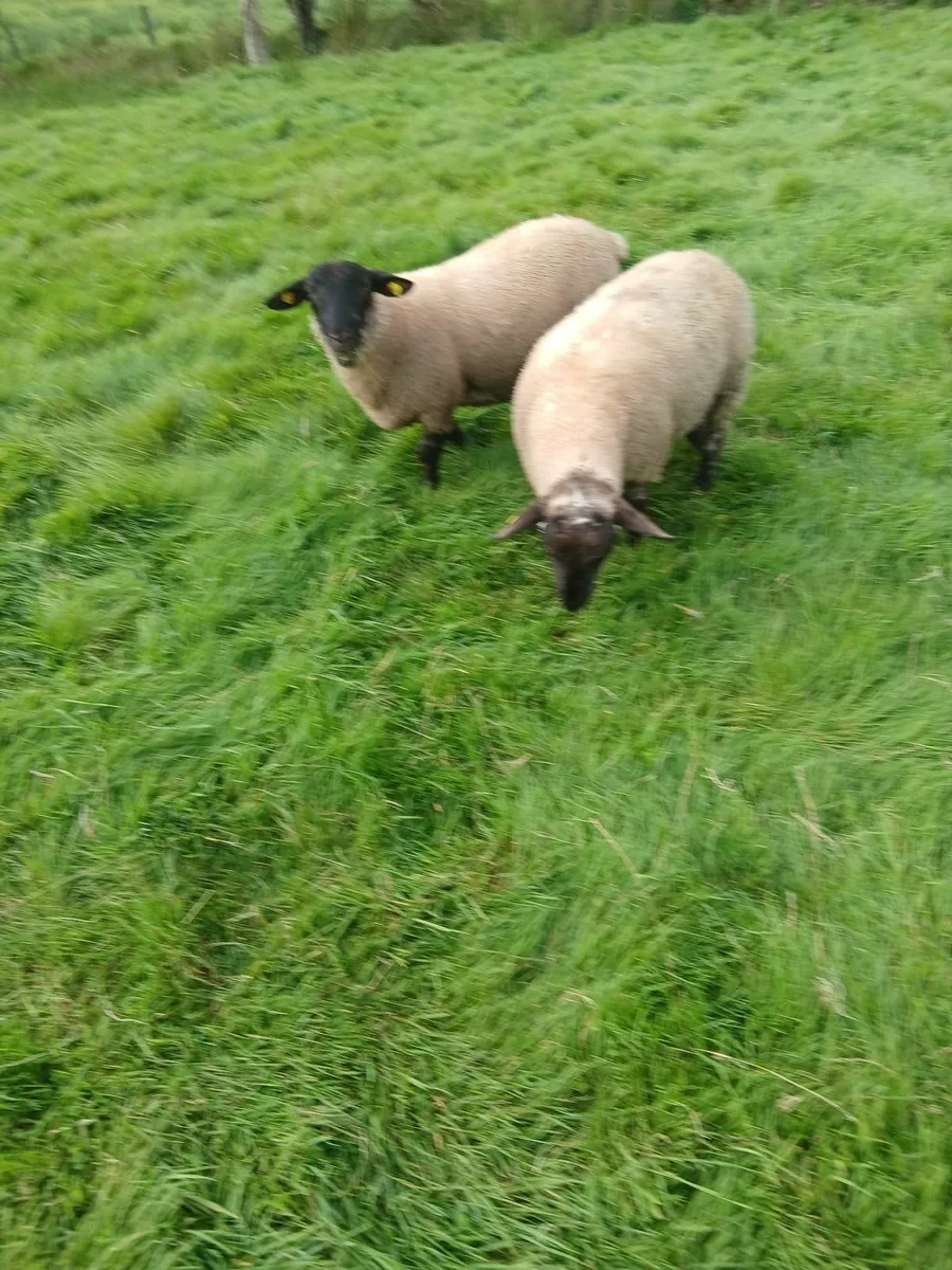 Ram lambs - Image 1