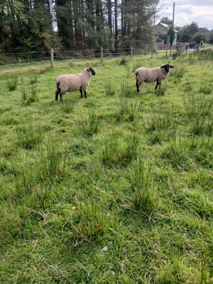 Ram lambs - Image 2