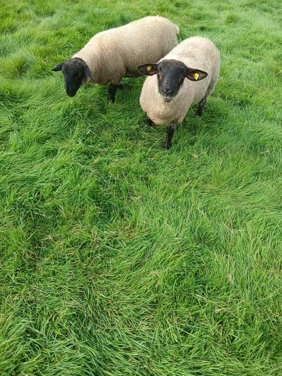 Ram lambs - Image 3