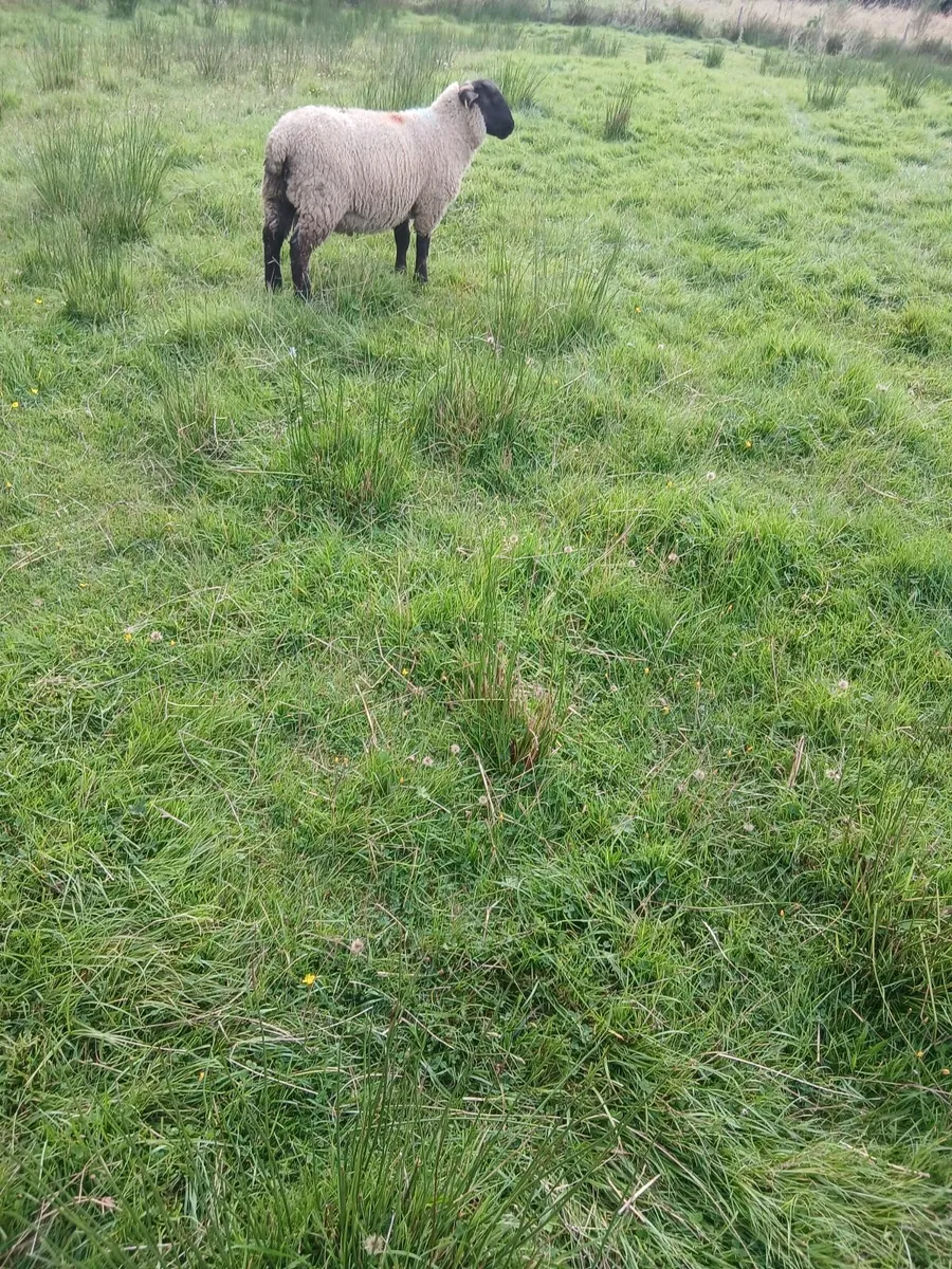 Ram lambs - Image 4