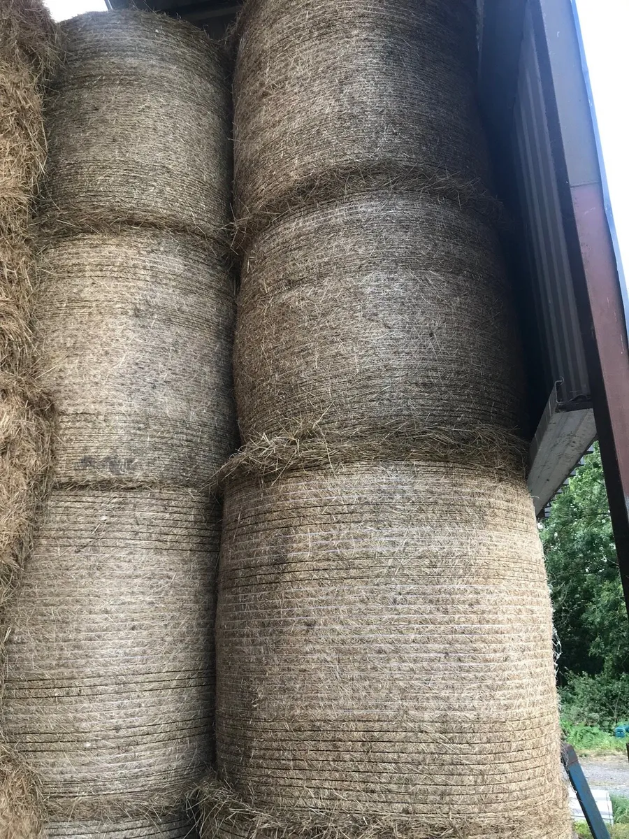 June horse & cattle hay,round ,big&small squares - Image 3