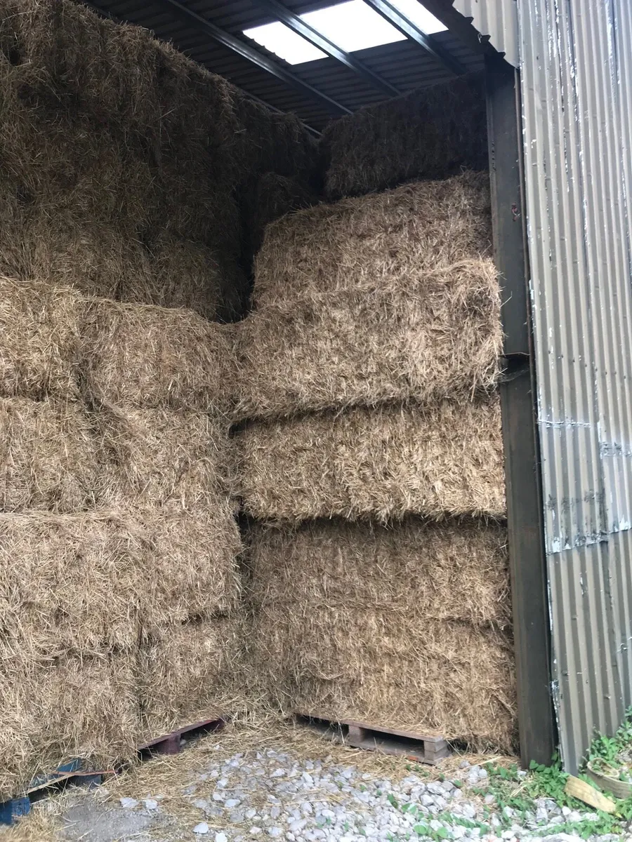 June horse & cattle hay,round ,big&small squares - Image 4