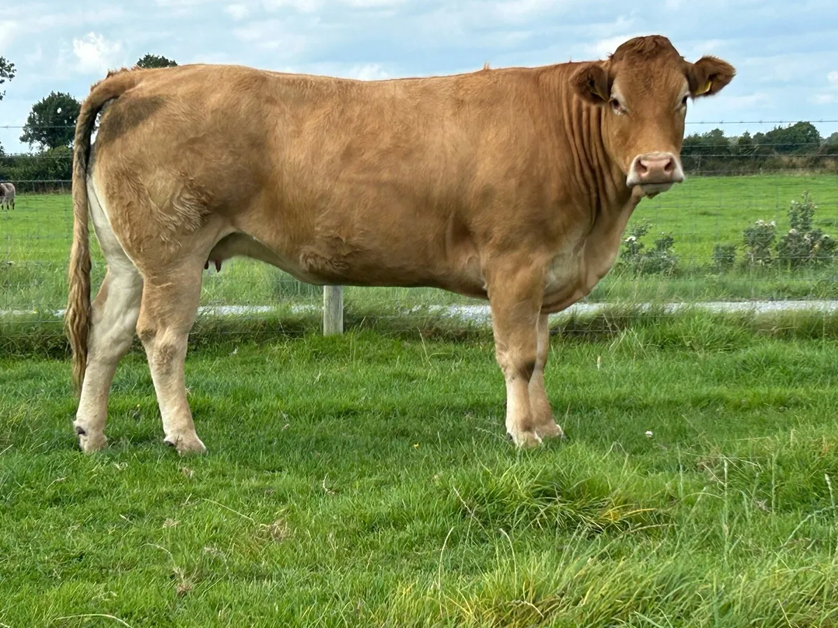 2 super incalf heifers - Image 1