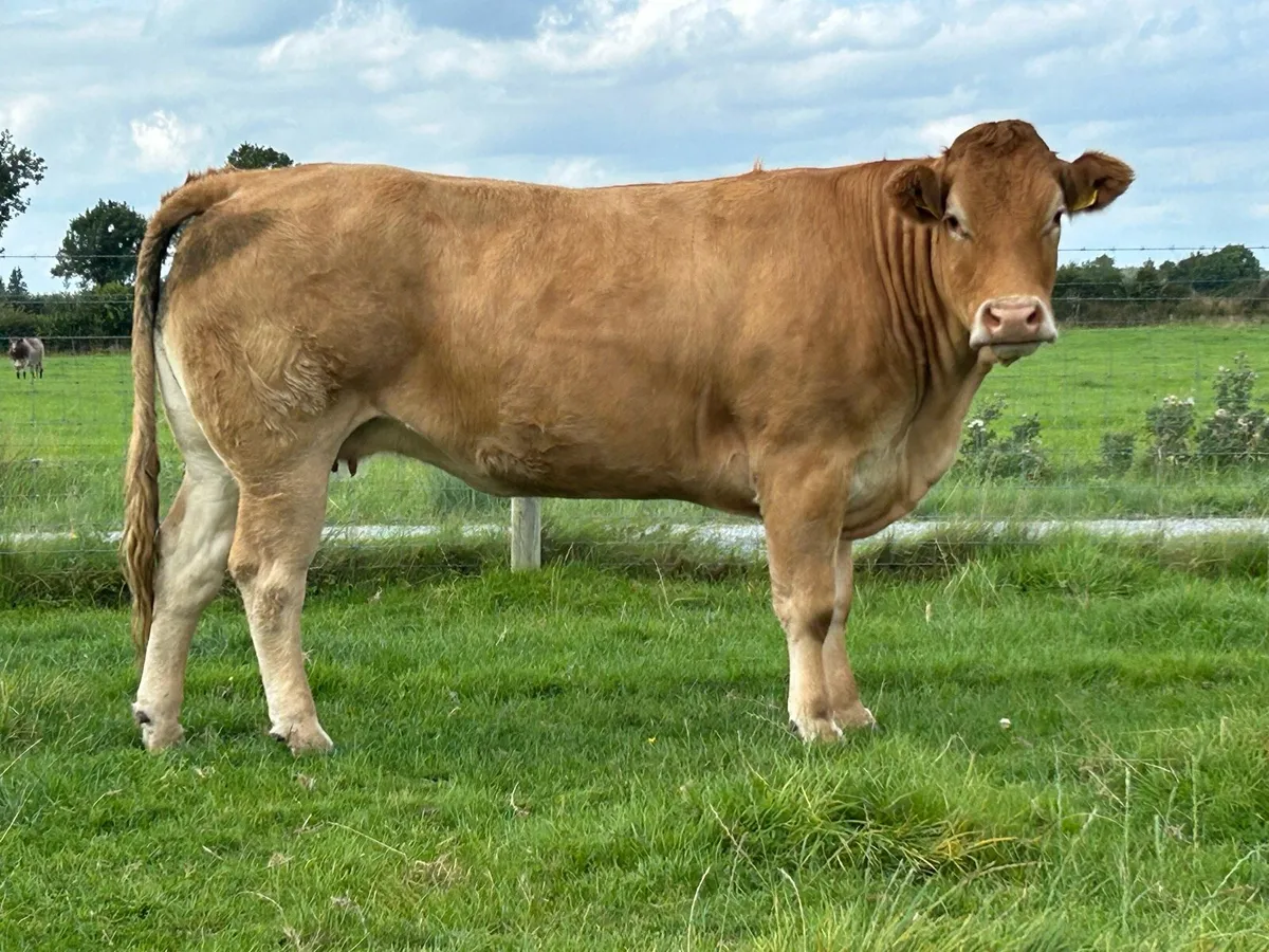 2 super incalf heifers - Image 2
