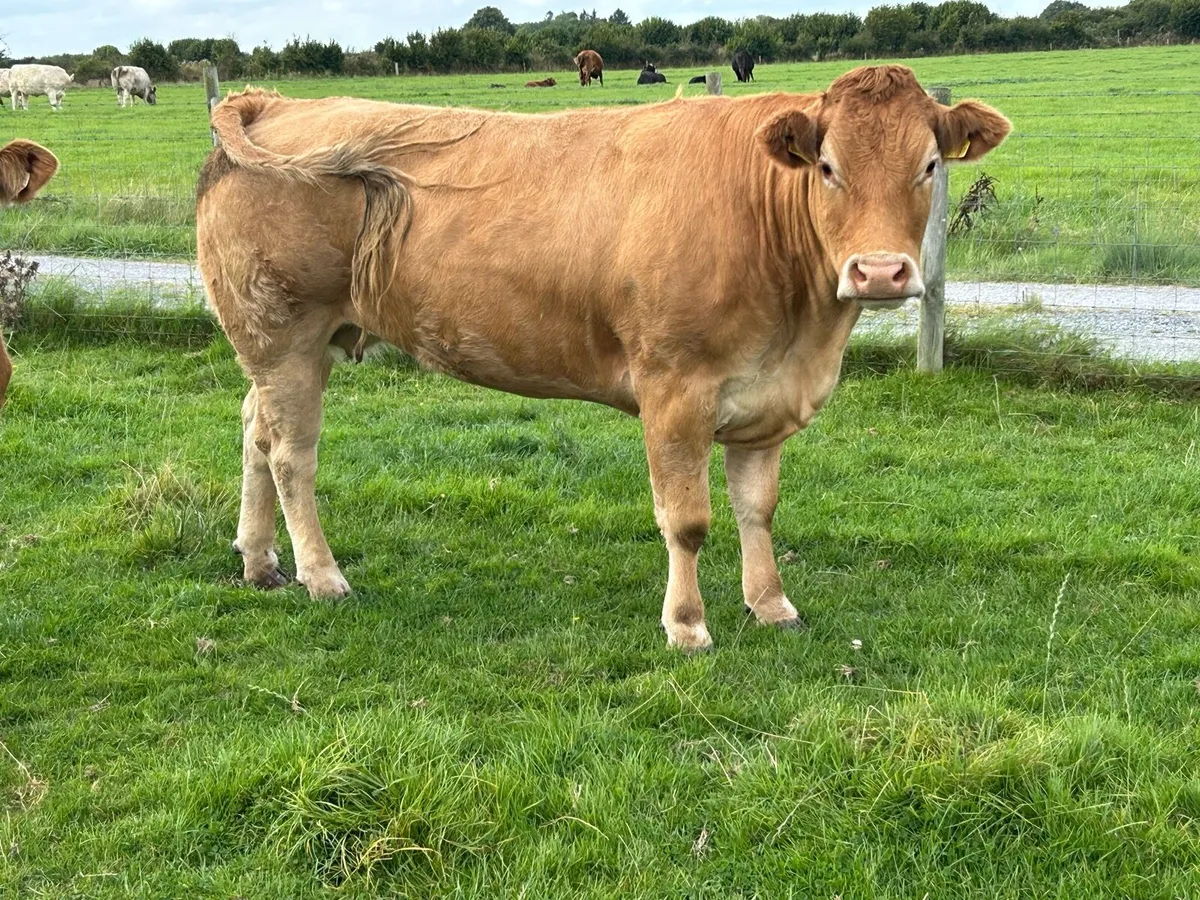 2 super incalf heifers - Image 3