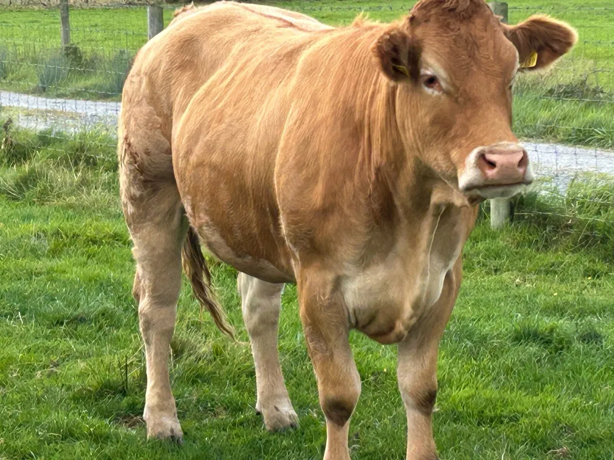2 super incalf heifers - Image 4