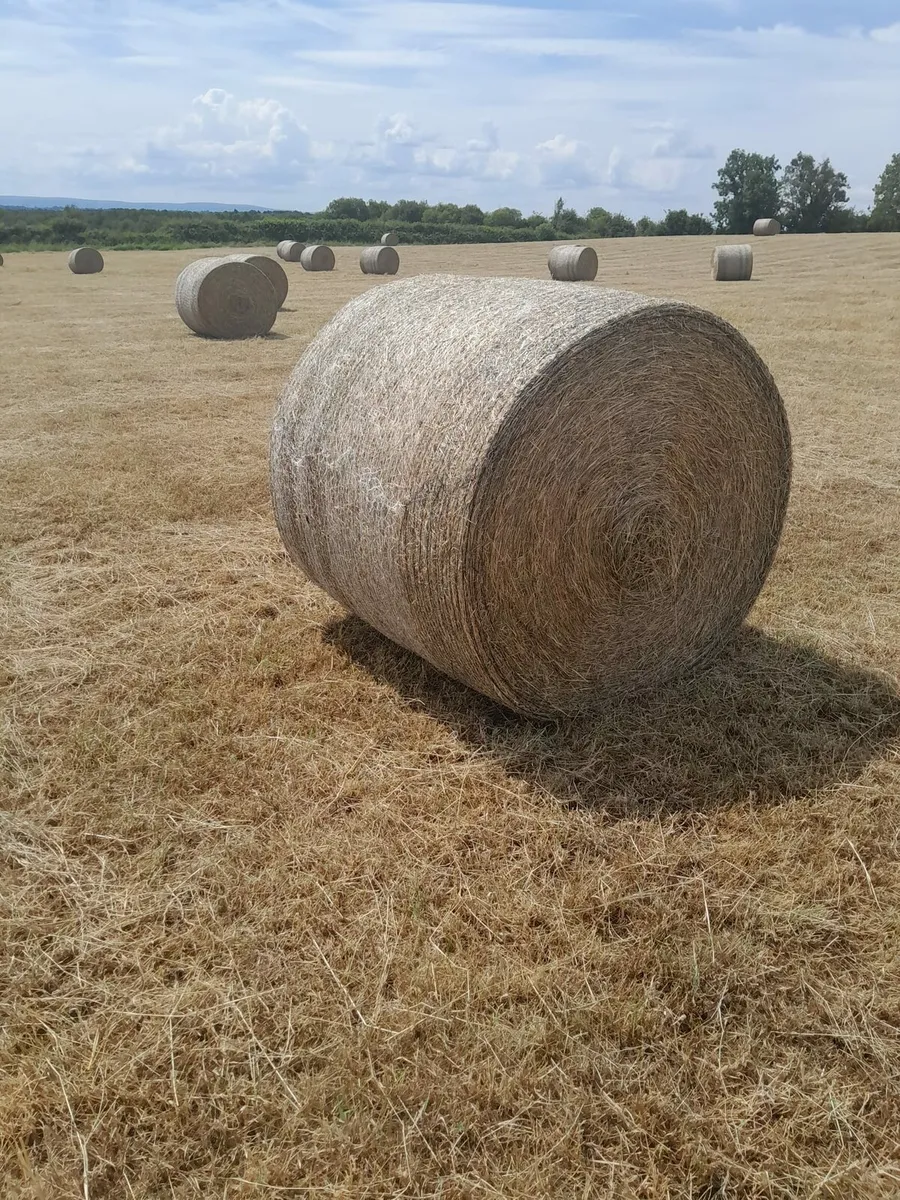 Hay - Image 2