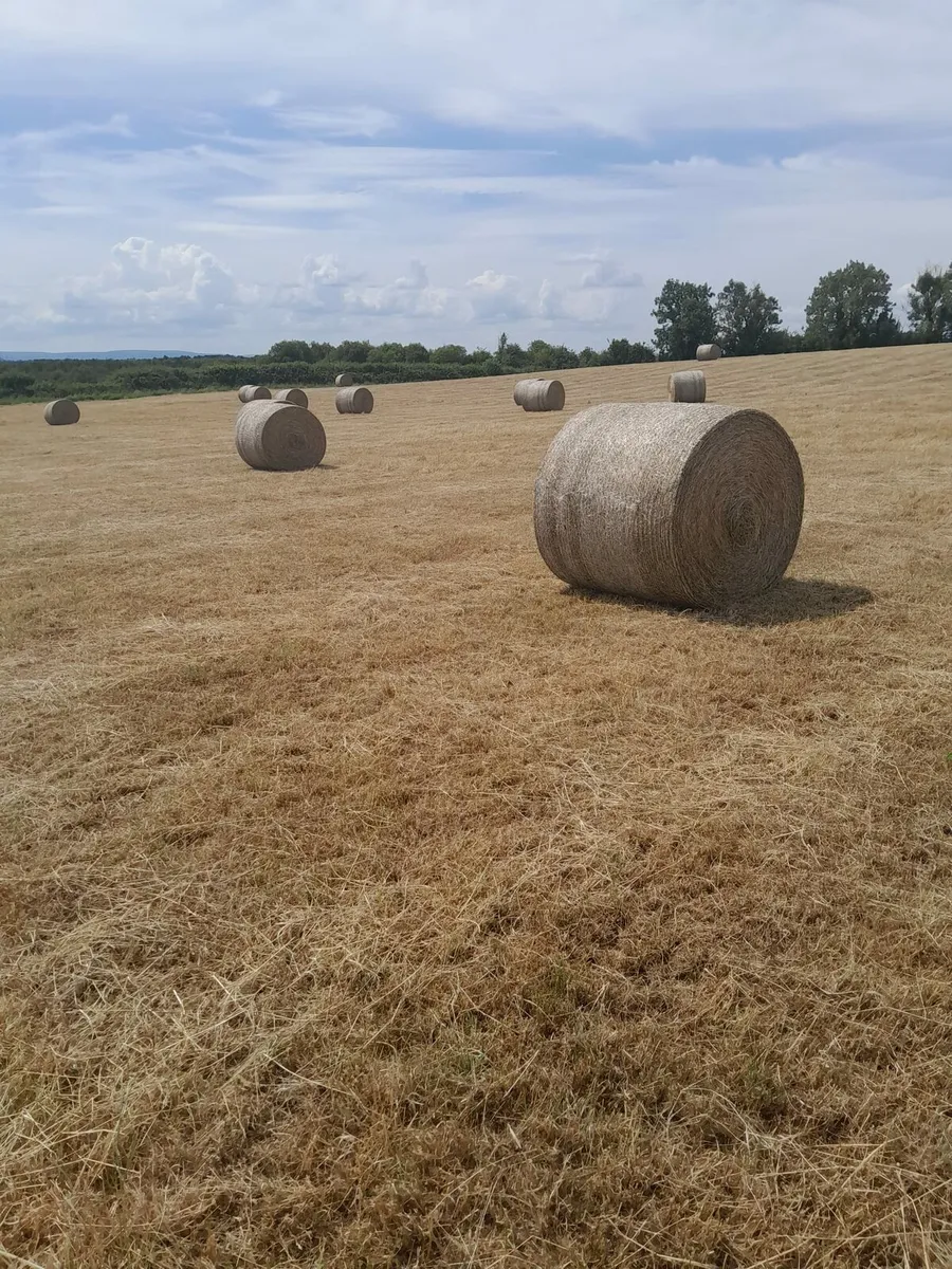 Hay - Image 3