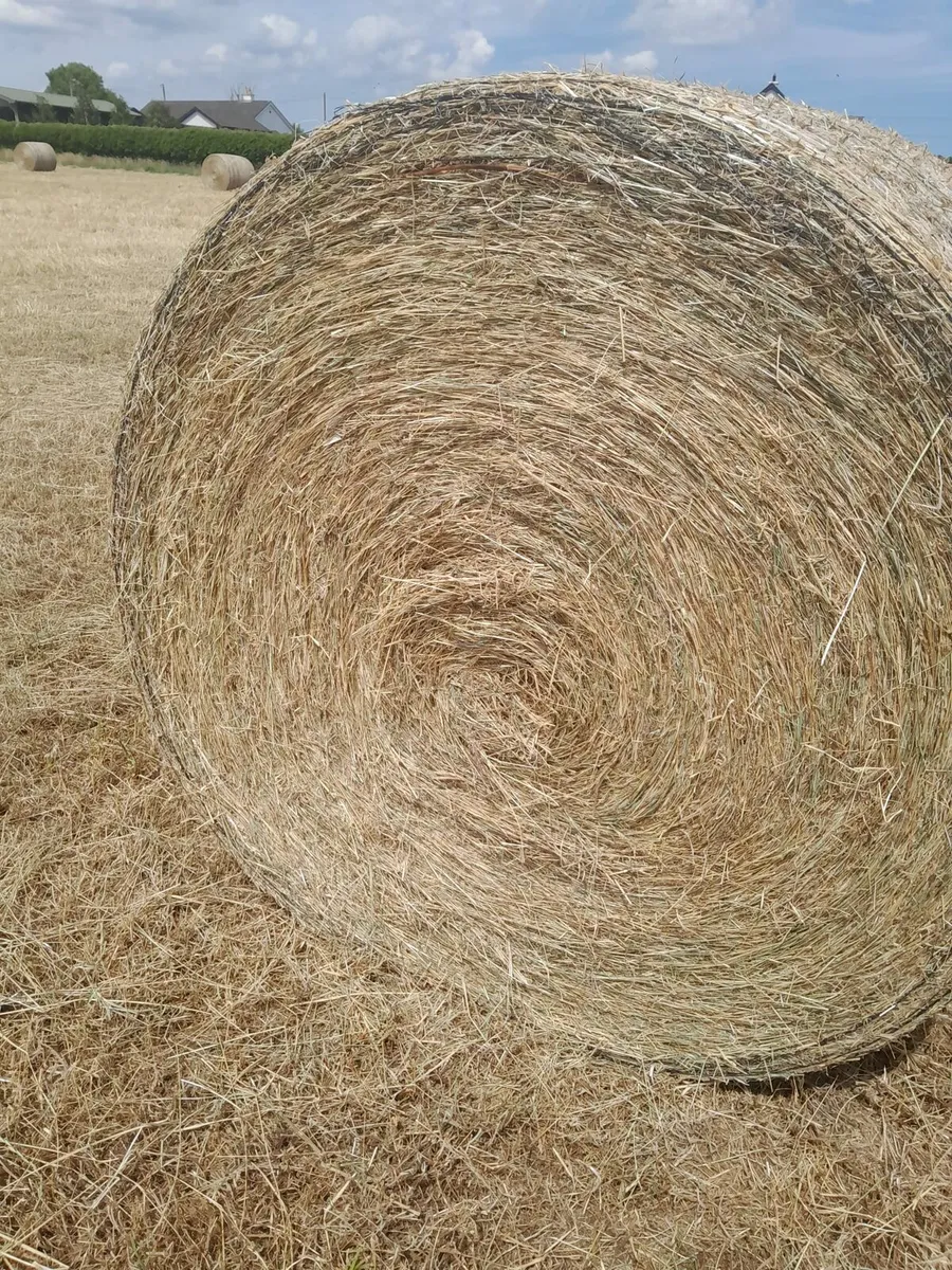 Hay - Image 4