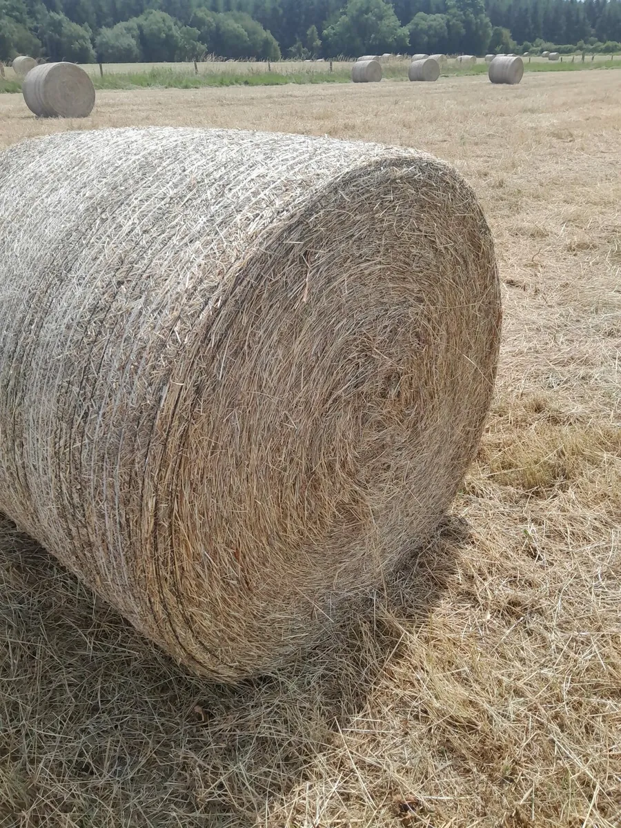 Hay - Image 1