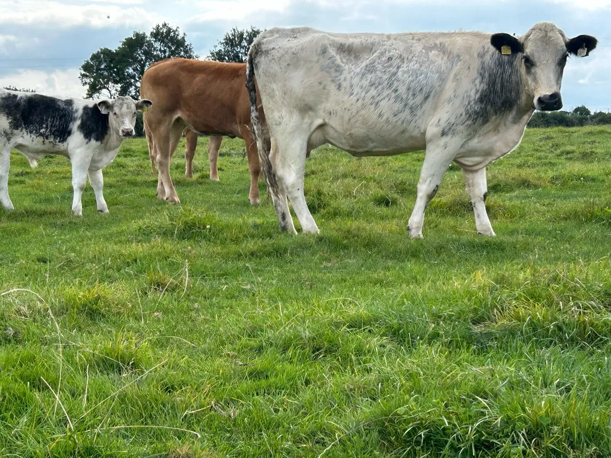 First calved blue heifer and bull calf - Image 2